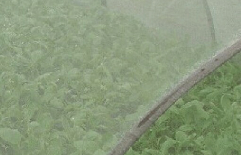 蔬菜大棚防虫网