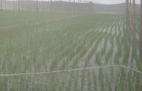 蔬菜防虫网